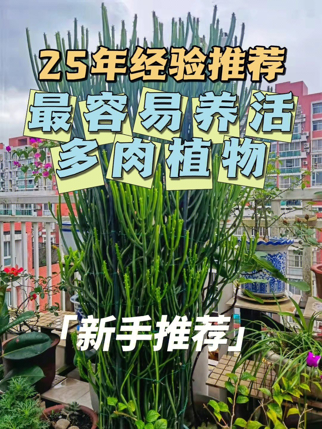 光棍树的作用图片