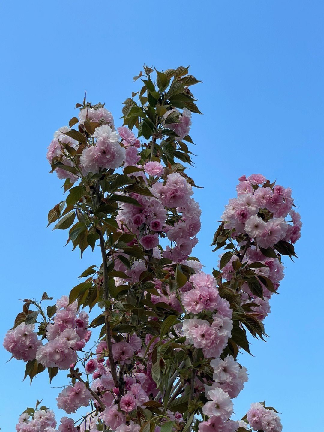 公园里的花排比图片