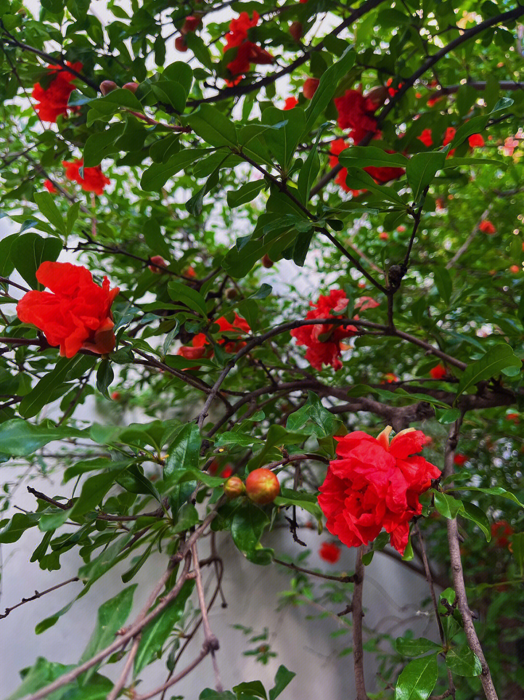 五月榴花照眼明