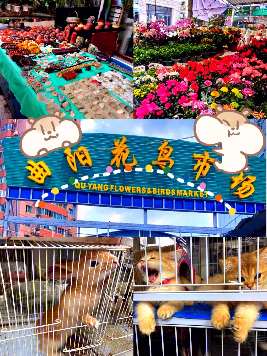 上海小众景点08曲阳路95花鸟虫鱼市场92