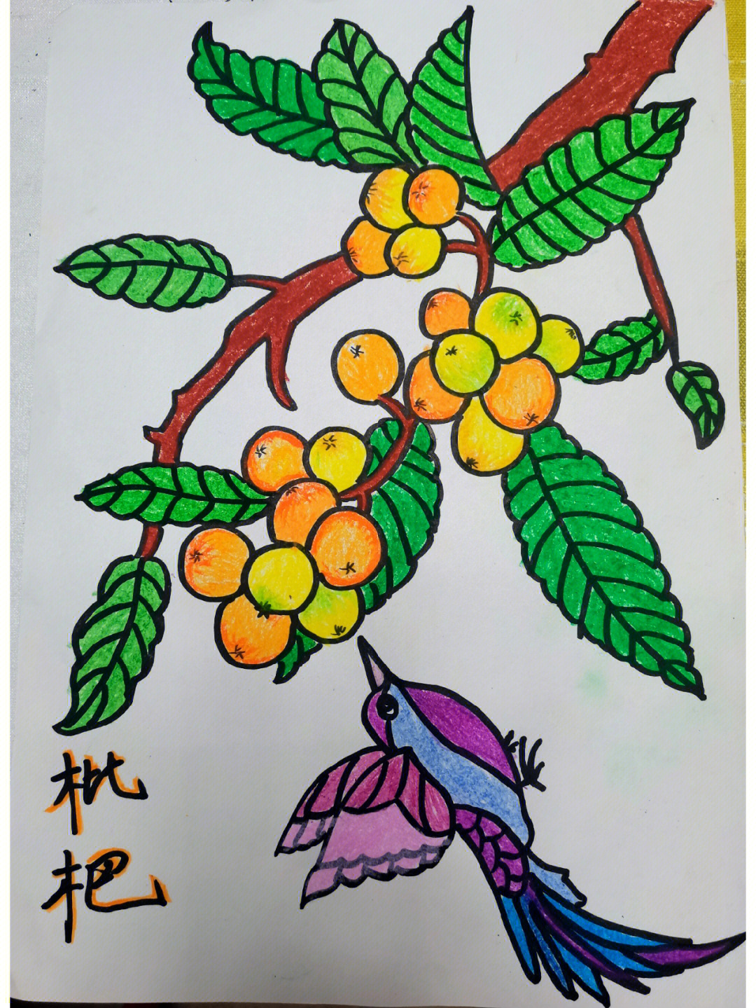 枇杷树简笔画彩色图片
