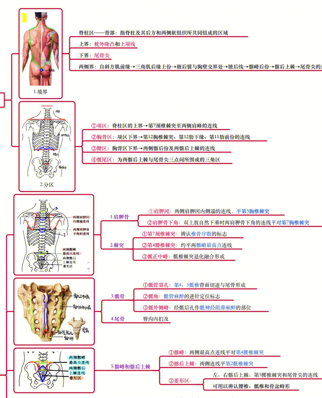 人体组织解剖思维导图图片