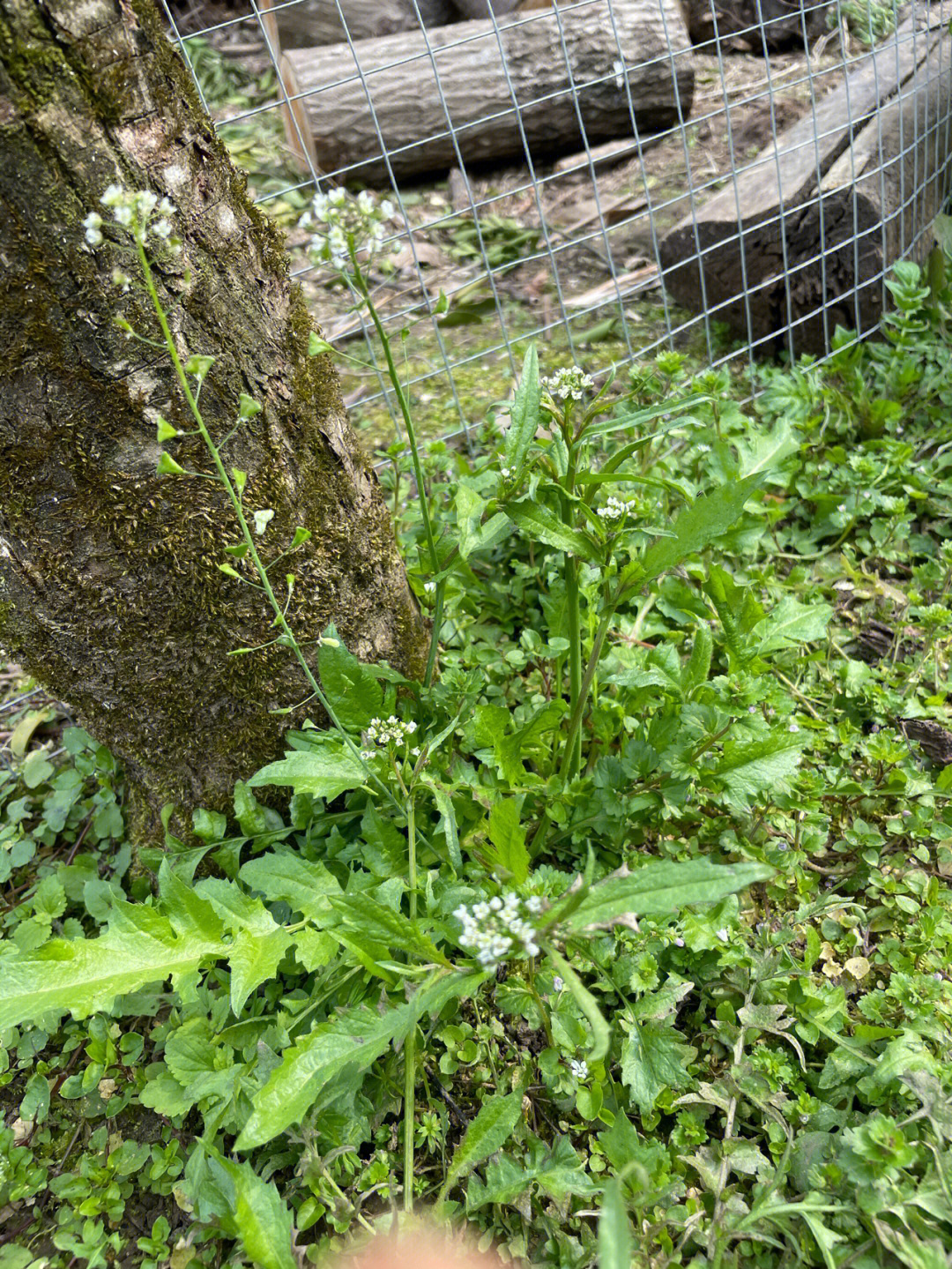 自己家地里的荠菜不敢吃其它地方长的