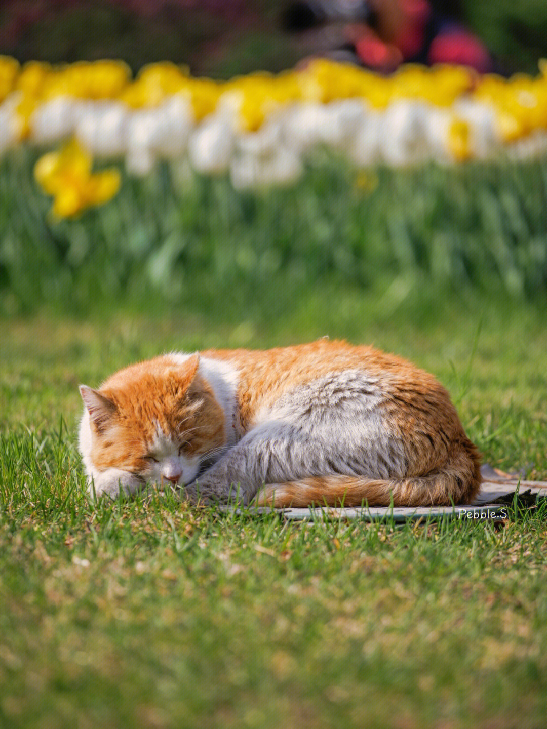 许多小花猫图片