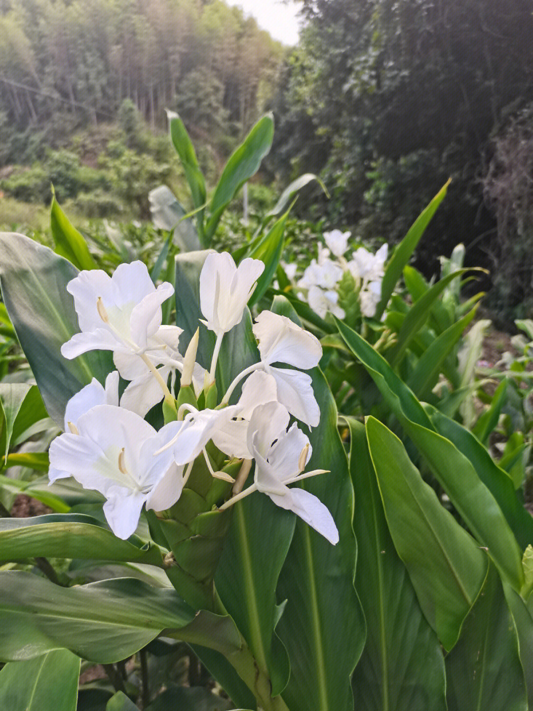 野姜花纯露禁忌图片