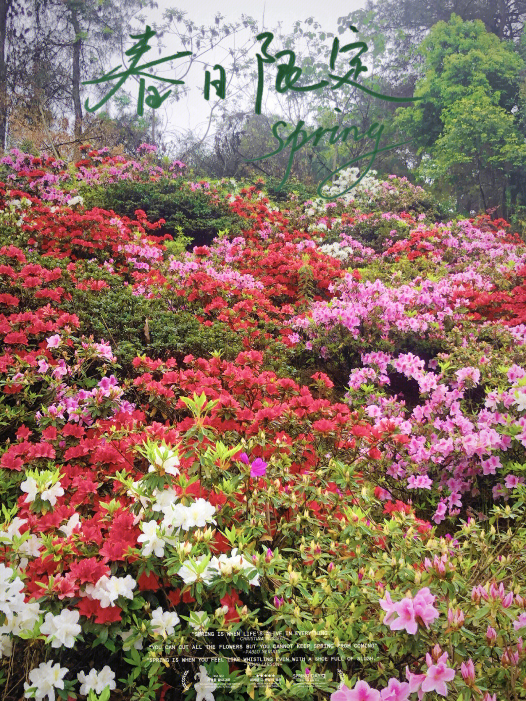 常宁杜鹃花地址图片