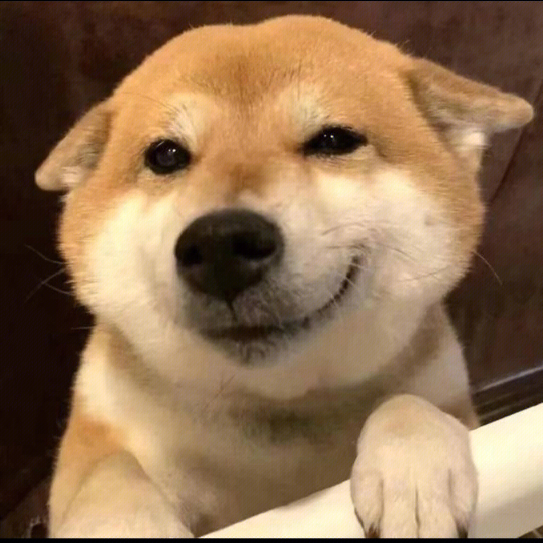 柴犬呲牙表情包图片
