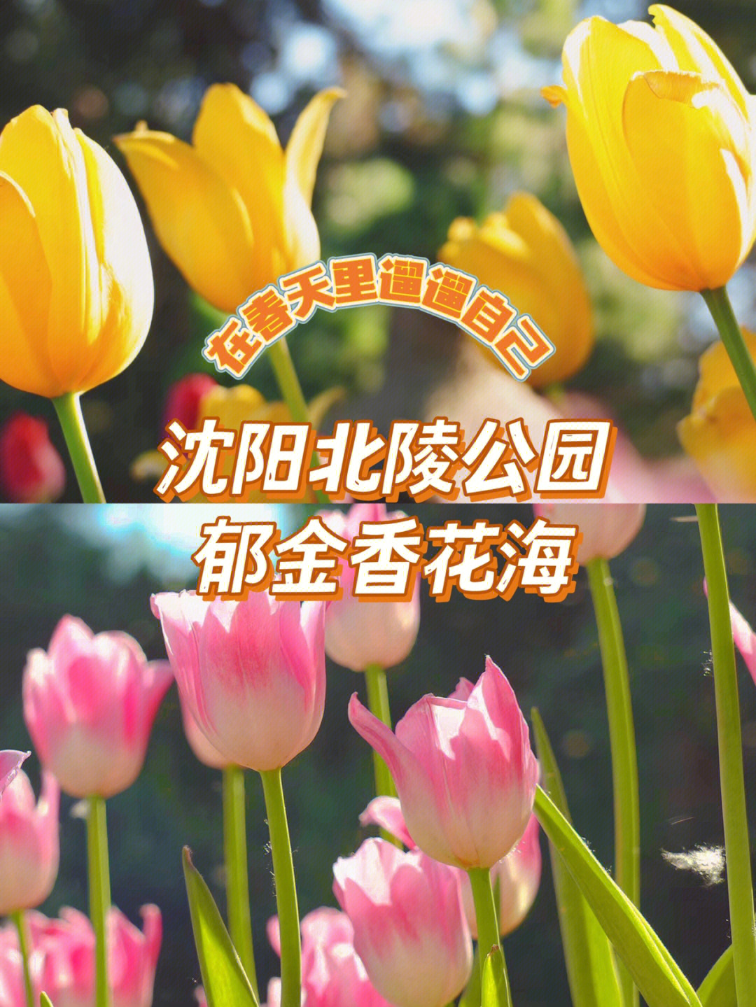 沈阳蒲河花海公园门票图片