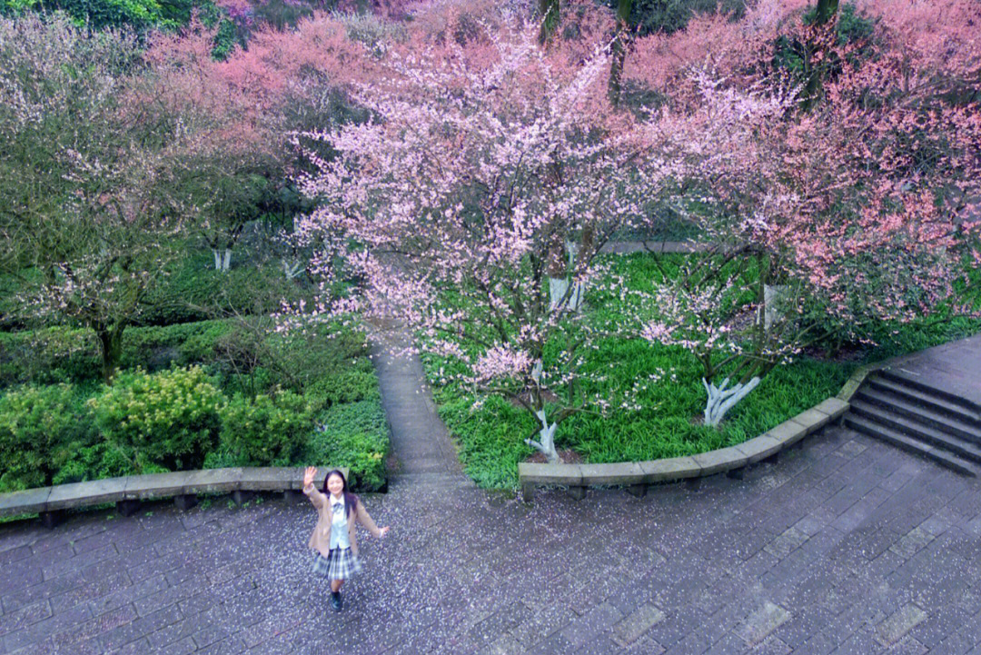 南山实验学校樱花图片