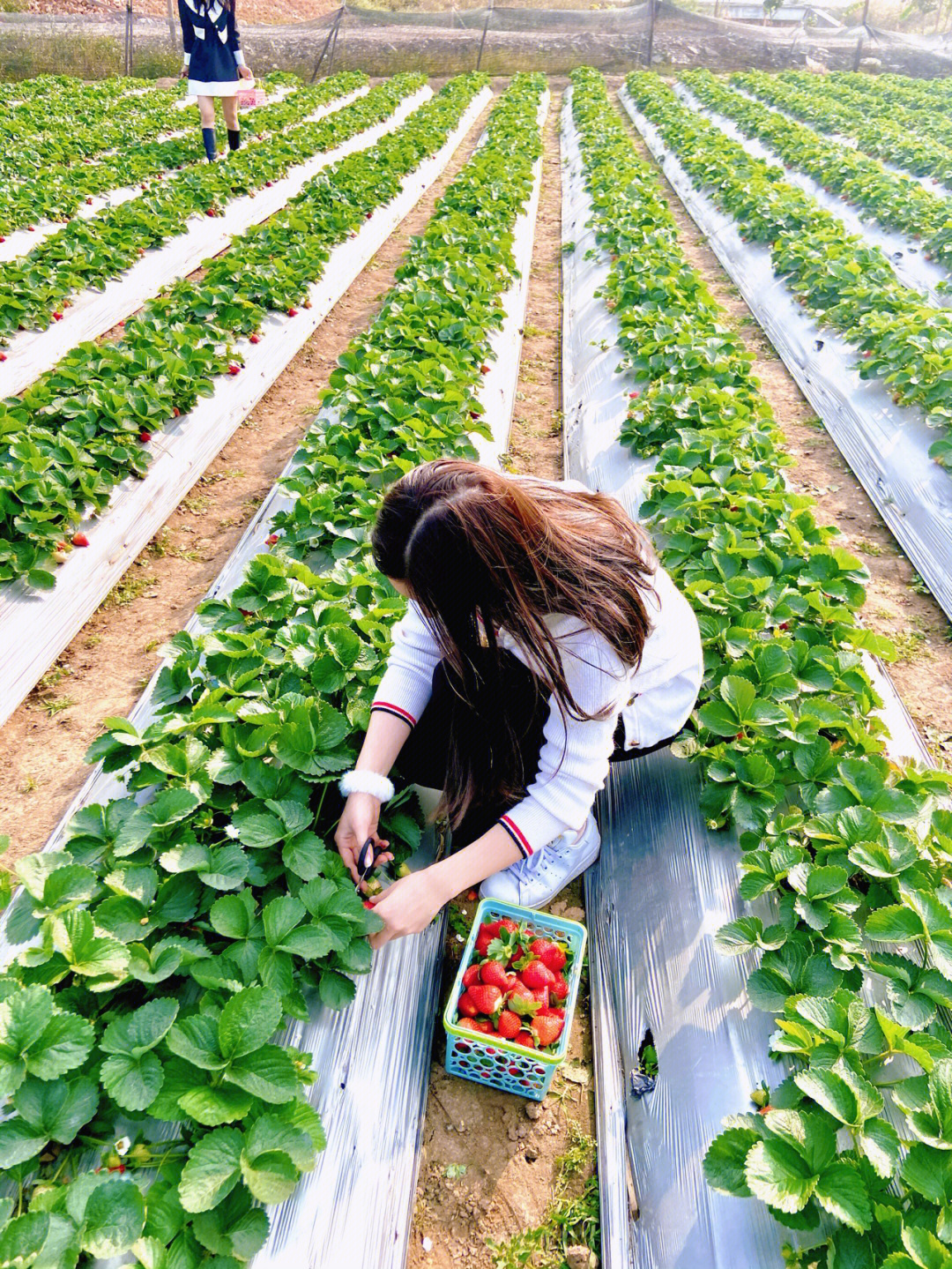 湛江草莓采摘园图片