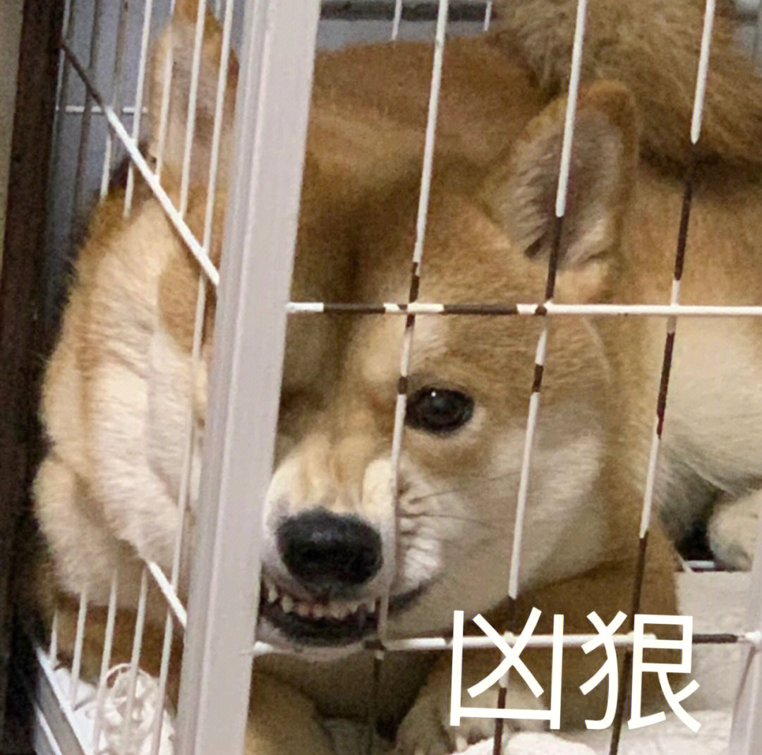 一一:我不要面子的吗?[doge]