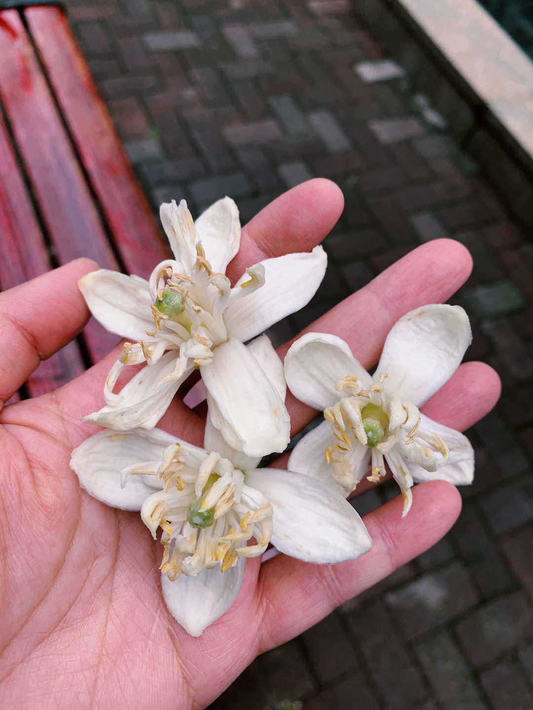 柚子花雄花和雌花图图片