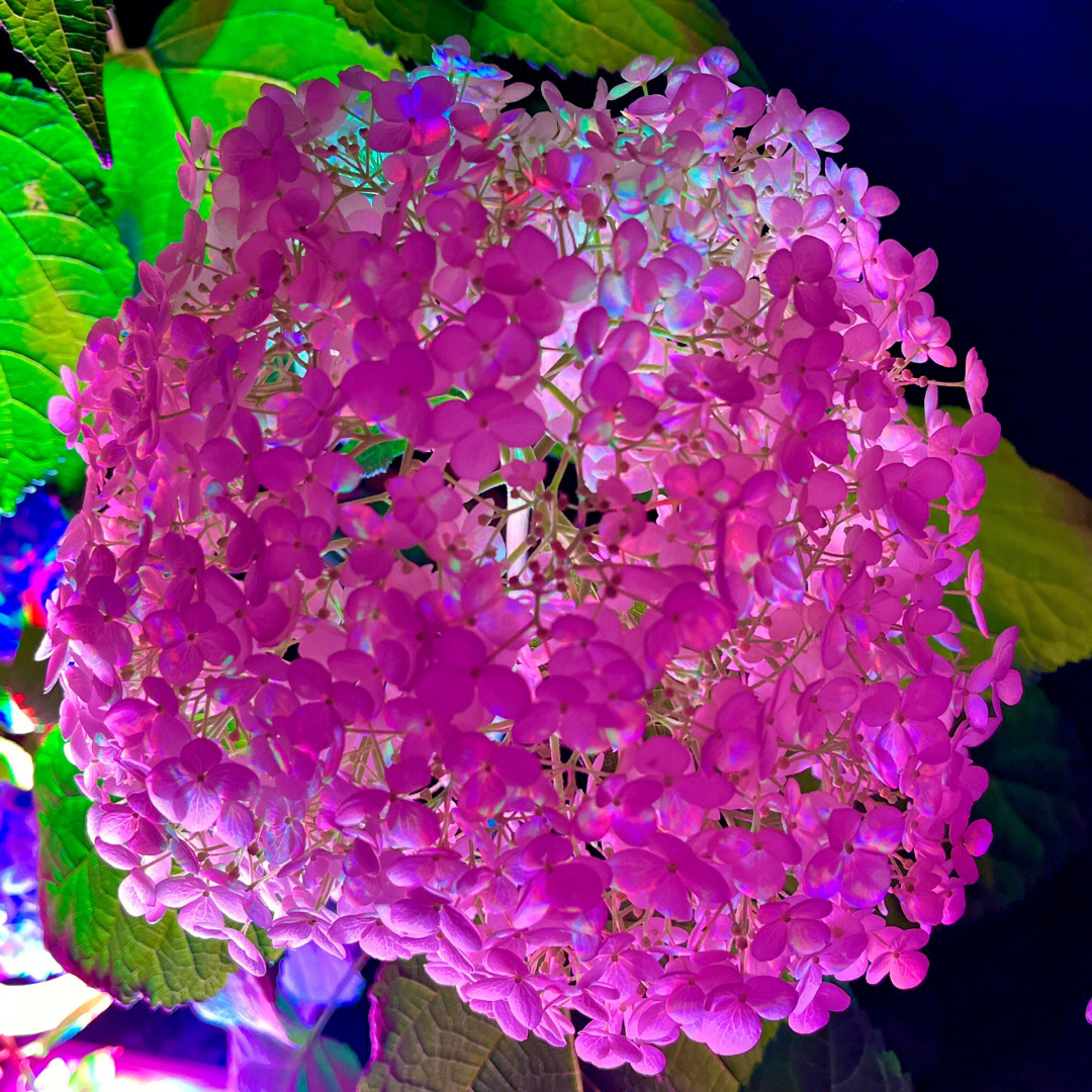 紫阳花が散る图片