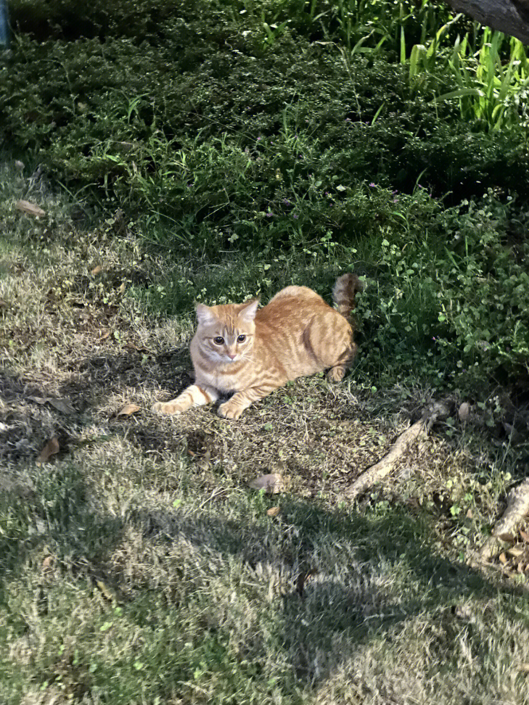 睿廷小猫咪事件图片