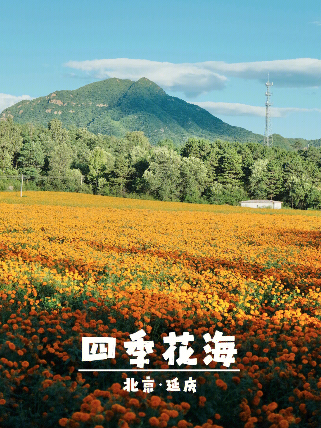 91北京延庆四季花海已是繁华盛开,目测应该至少有5种花,每种花都是