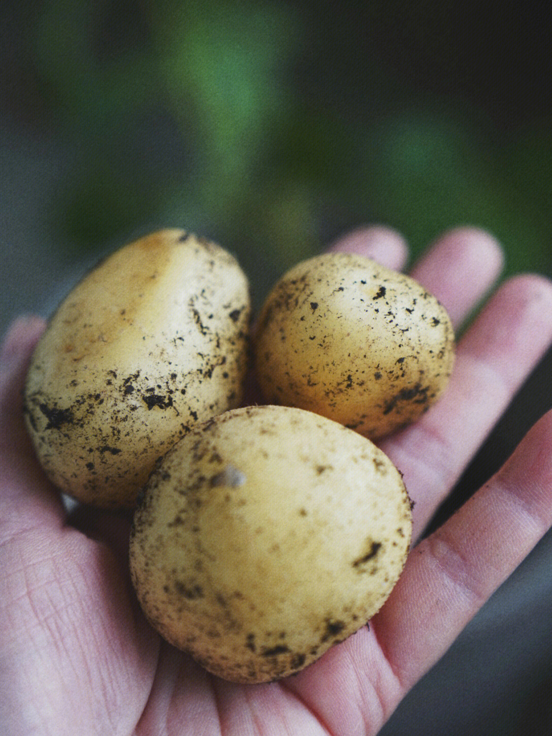 土豆收获啦做个葱香小土豆尝尝