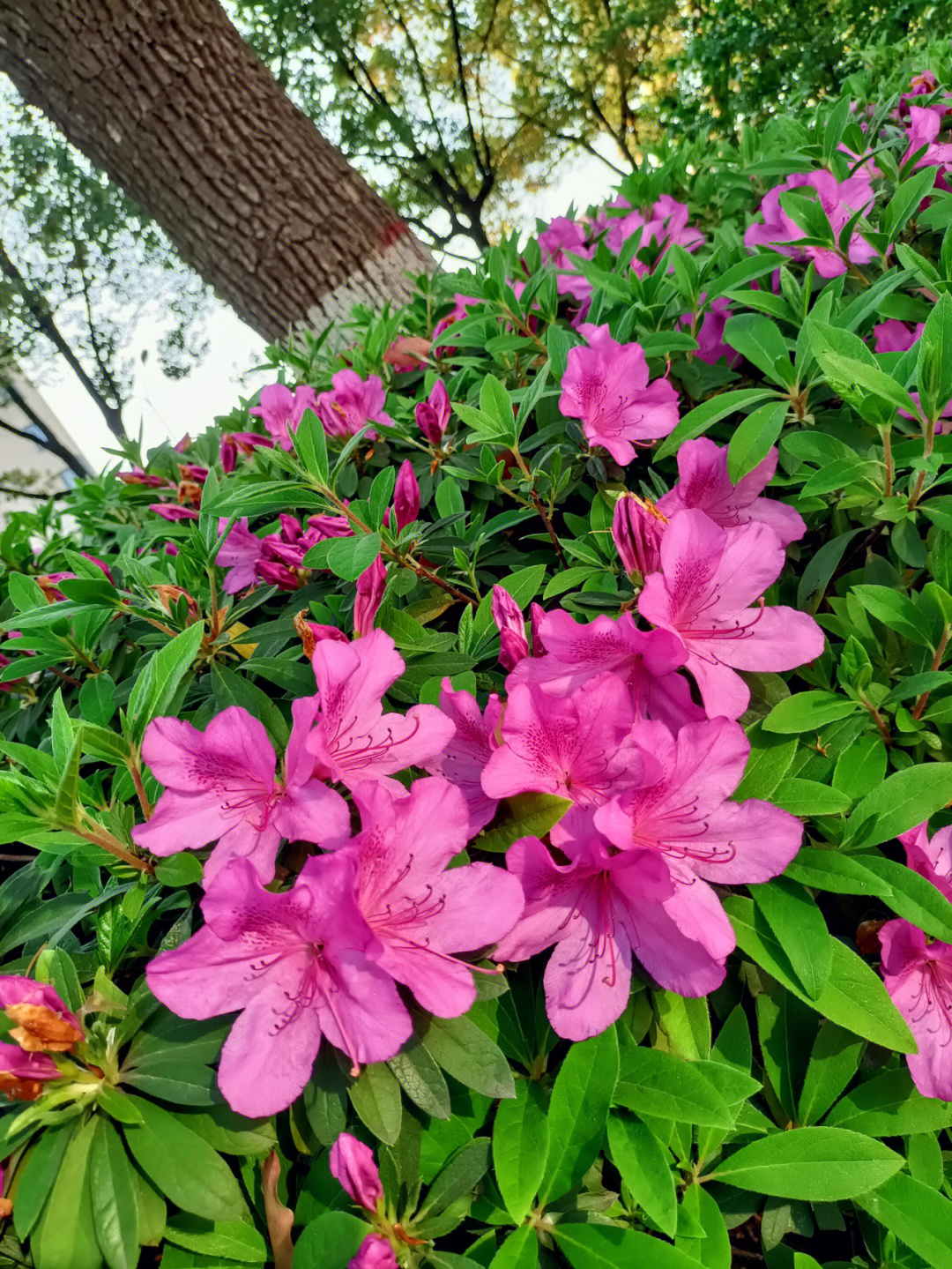 杜鹃花的味道图片