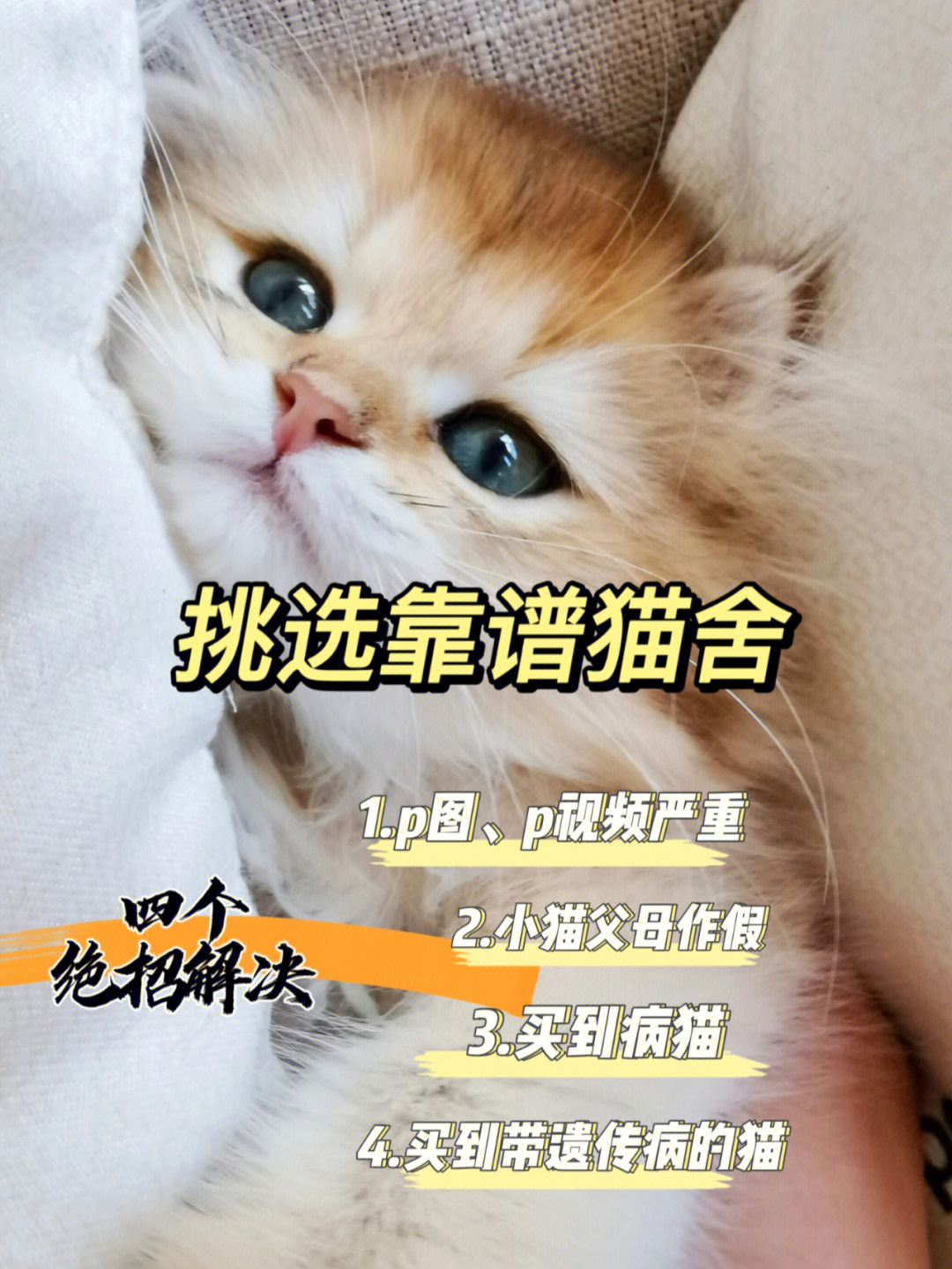 买猫如何找到靠谱的猫舍