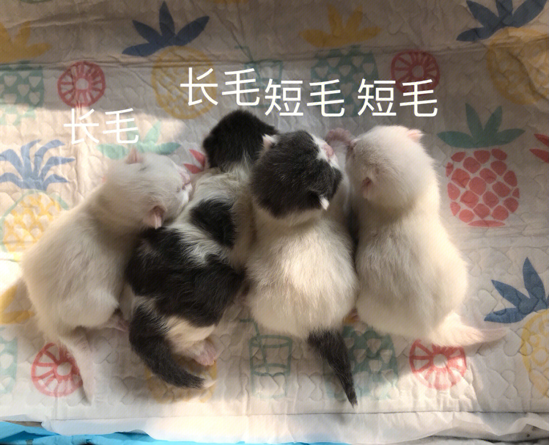 新生小猫体重周期表图片