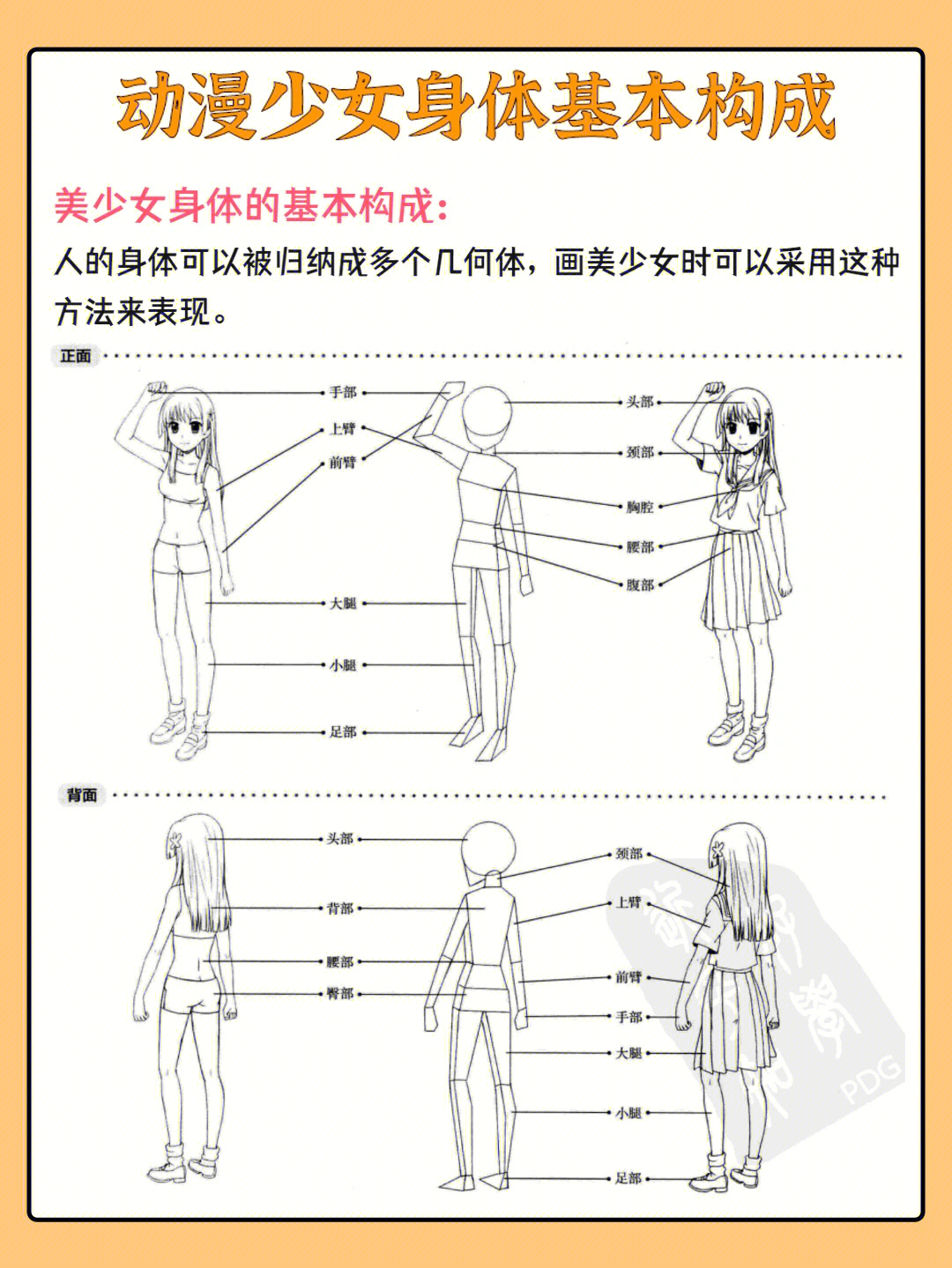 动漫少女人体基本结构教程