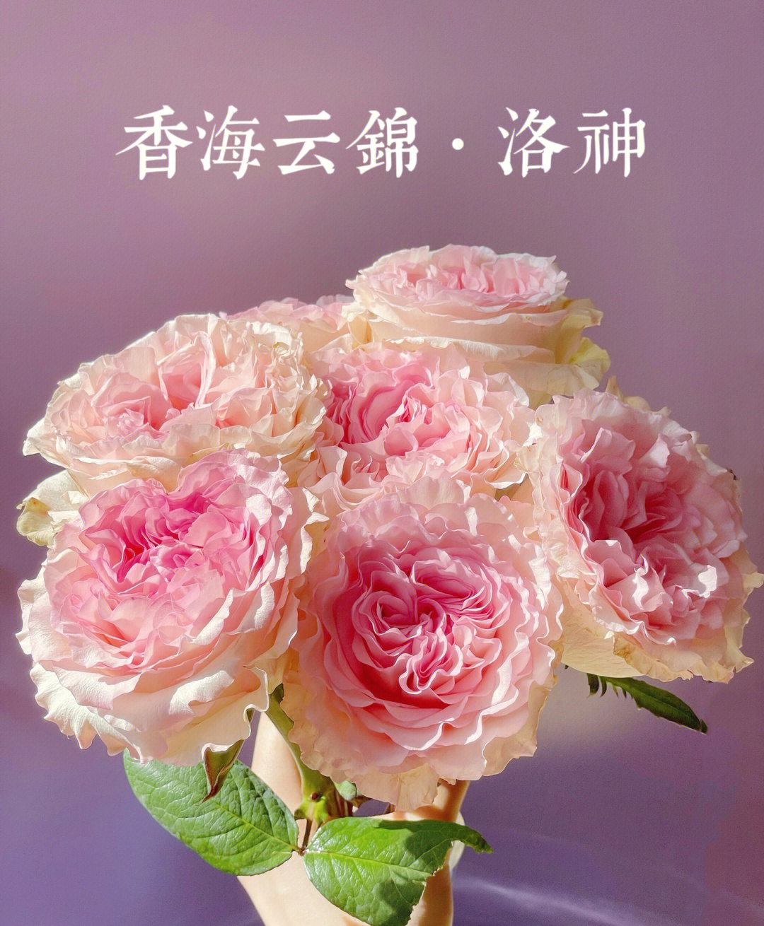 香海云锦洛神冬日里最美的玫瑰华容婀娜