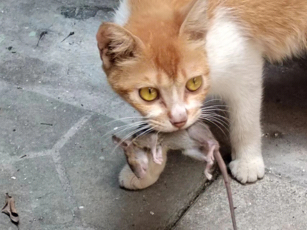 01把小老鼠留给小猫吃的猫妈妈
