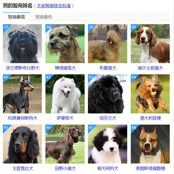 犬智商排名排行榜图片