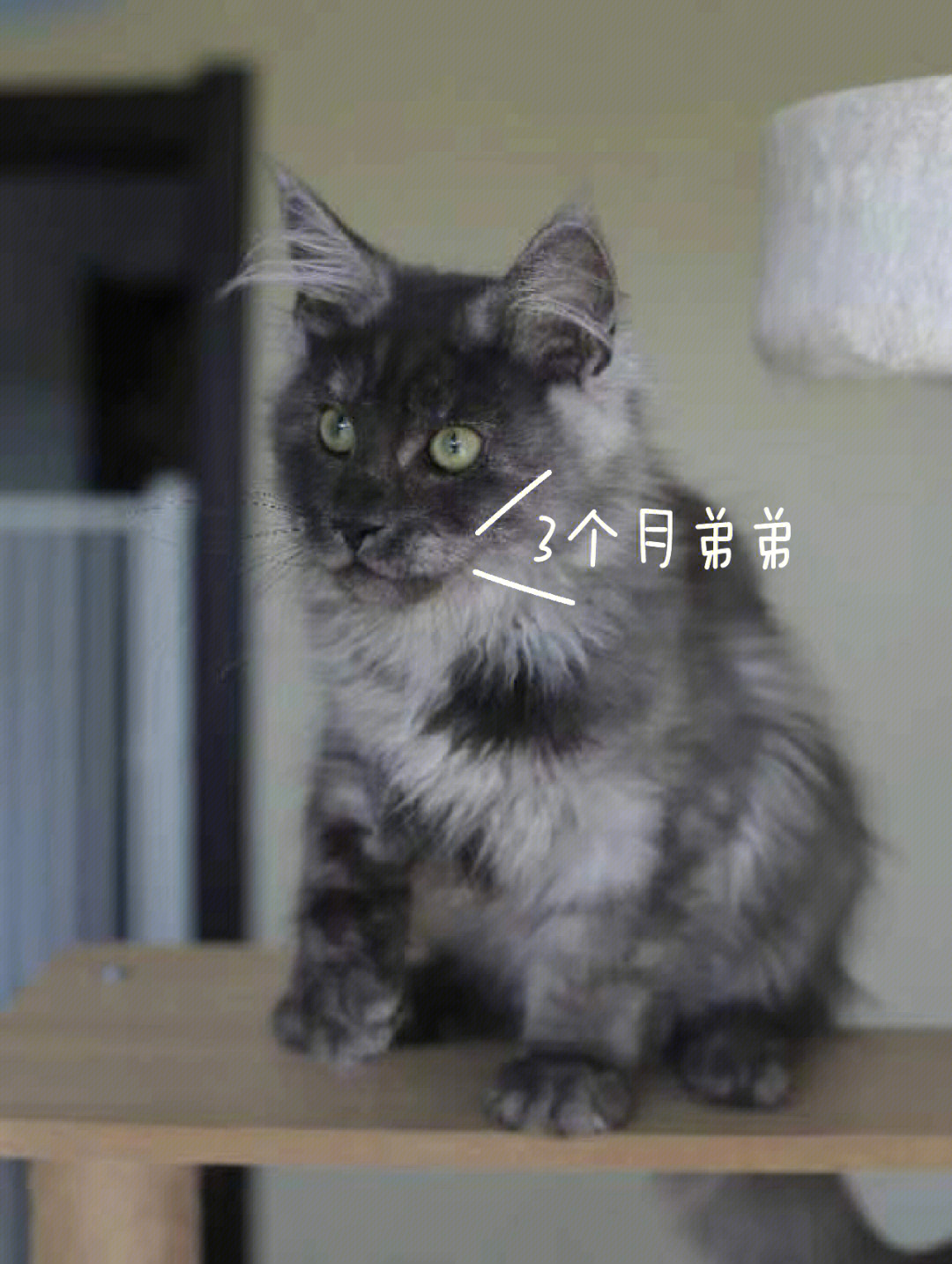 缅因猫月份体重表图片