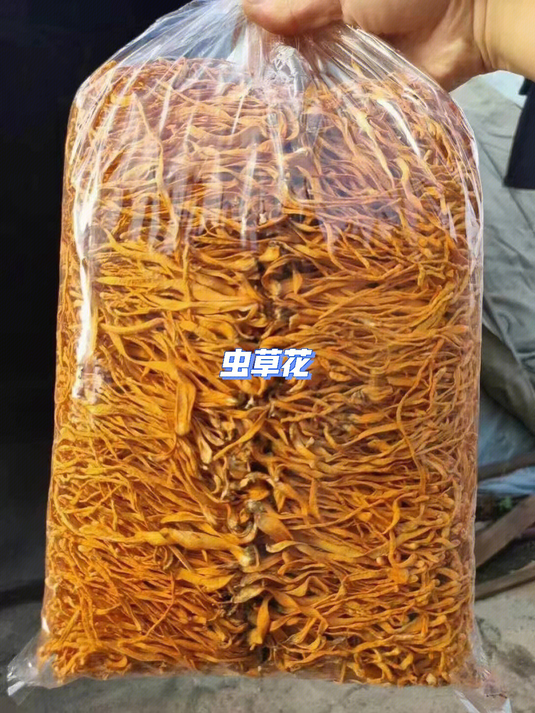 蝉花虫草纯粉骗局图片