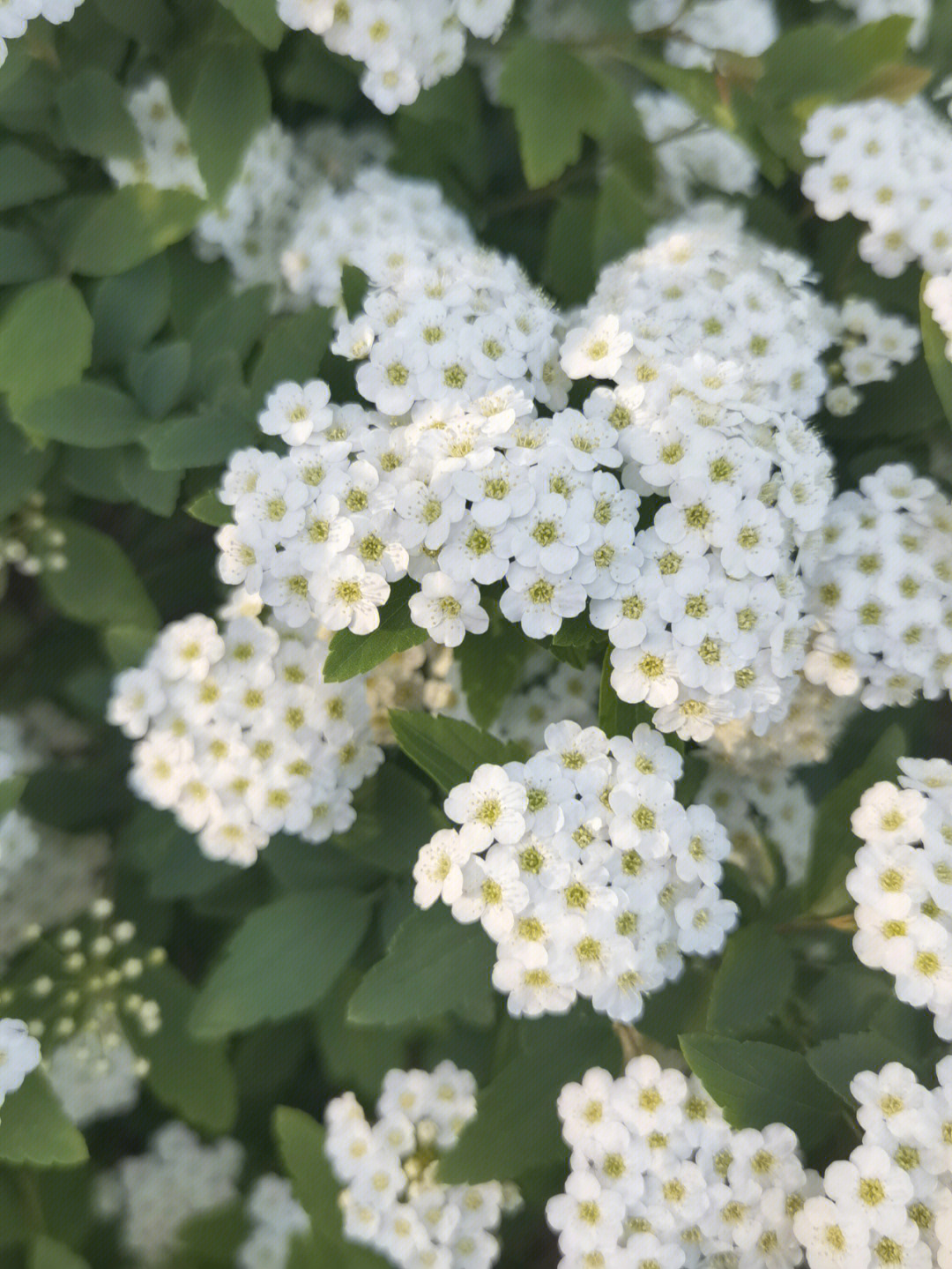 绒毛绣线菊图片