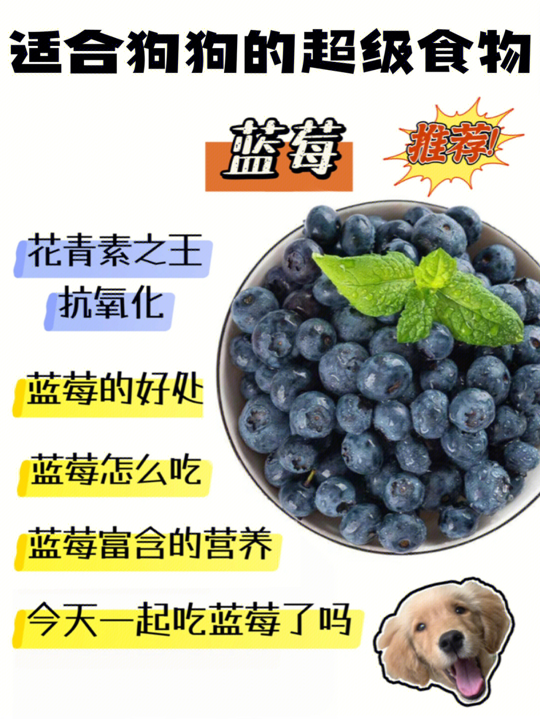 一天一个超级食物丨蓝莓1