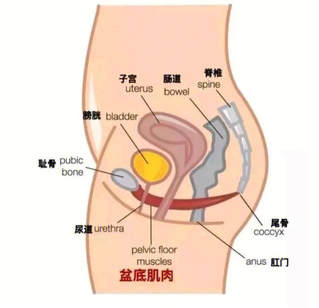 包括括约肌