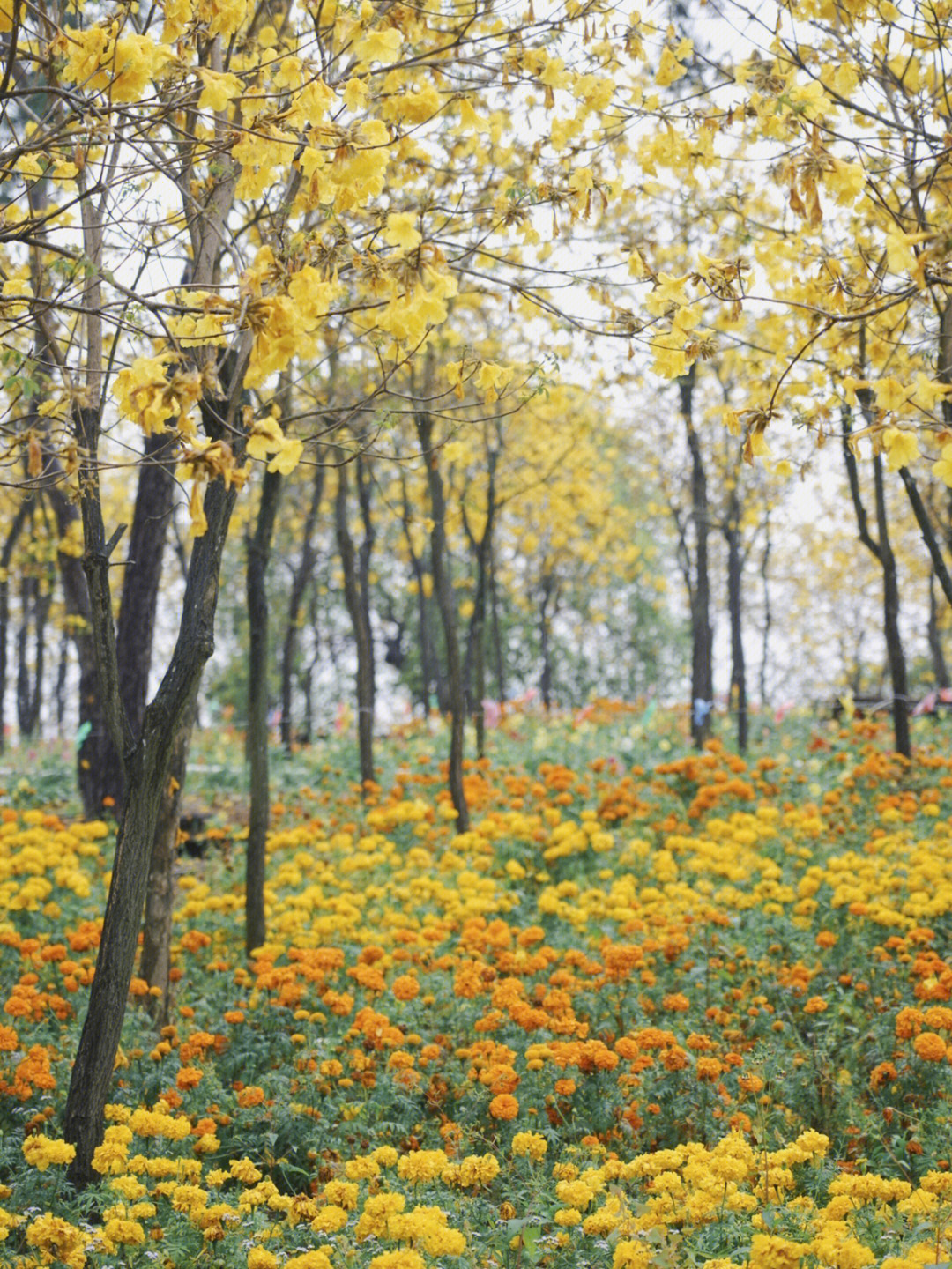 中山赏花图片