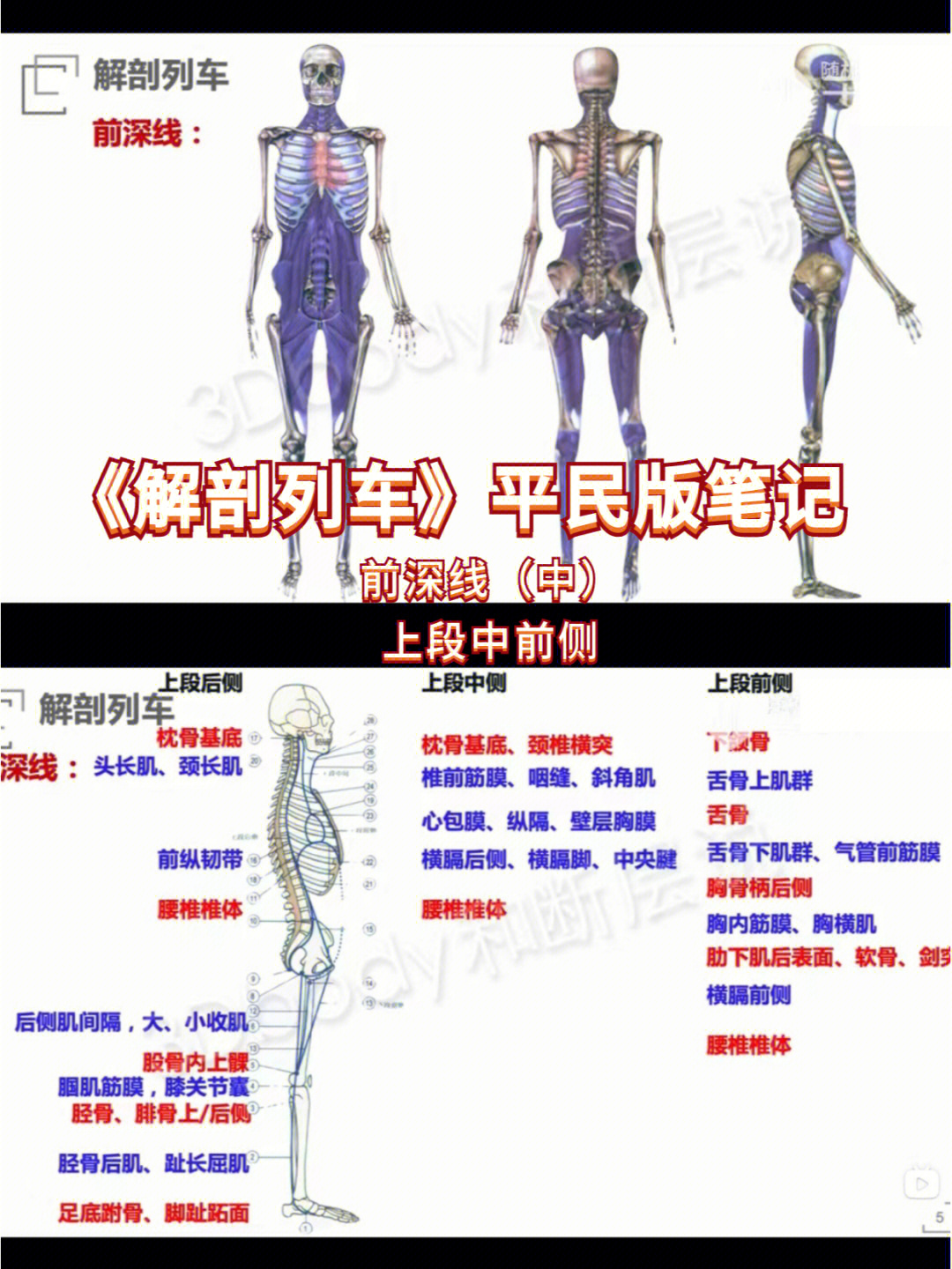 骨盆各种经线解剖图图片