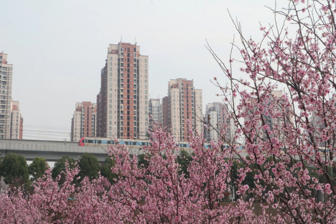 康庄看花图片