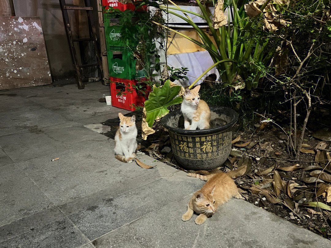 重庆流浪猫收养中心图片