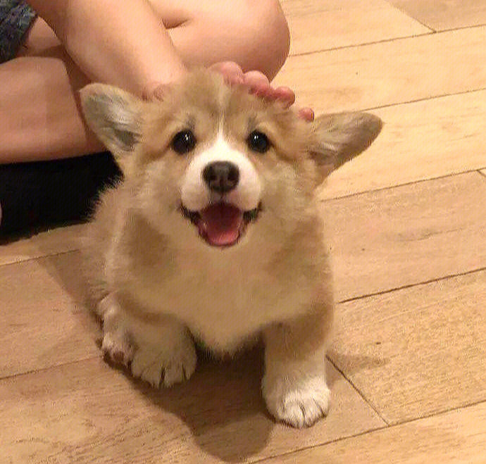 可爱的小狗头像
