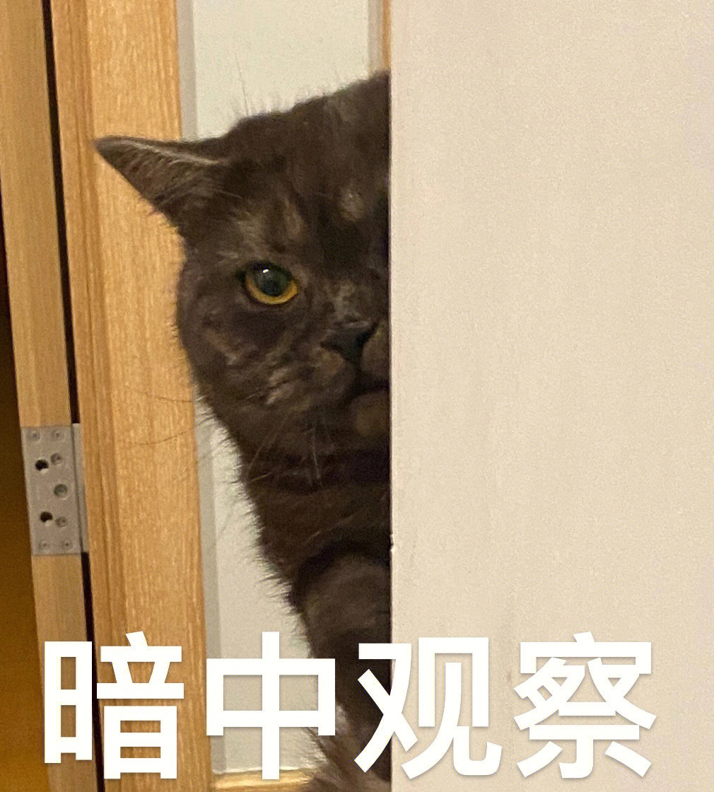 黑猪表情包之暗中观察