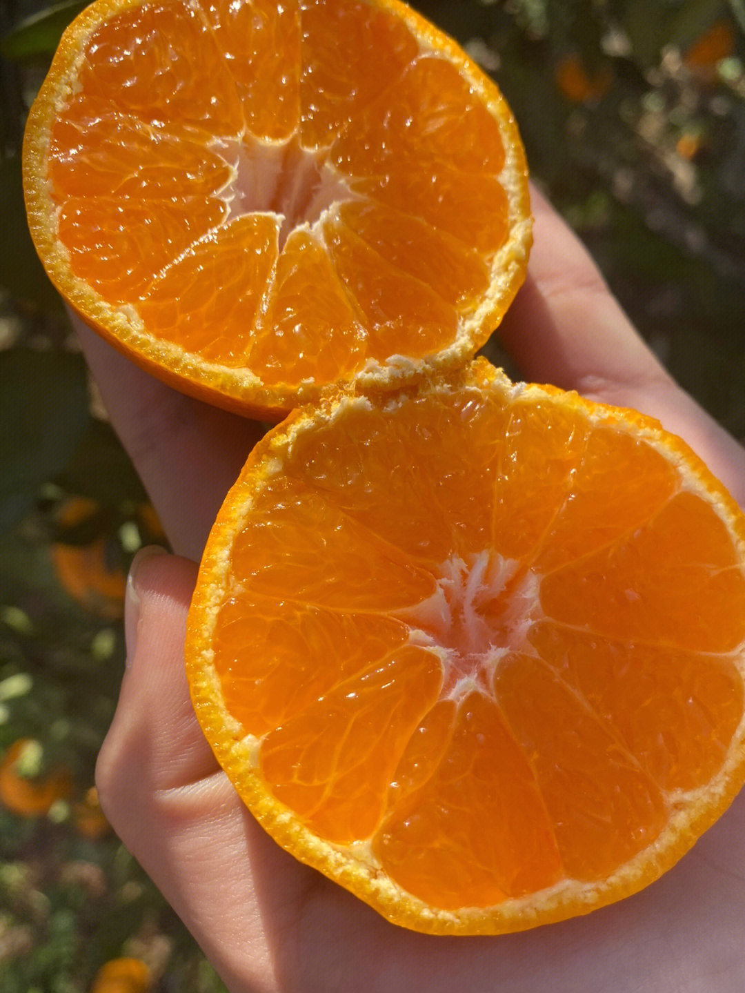 橘子图片站在这里图片