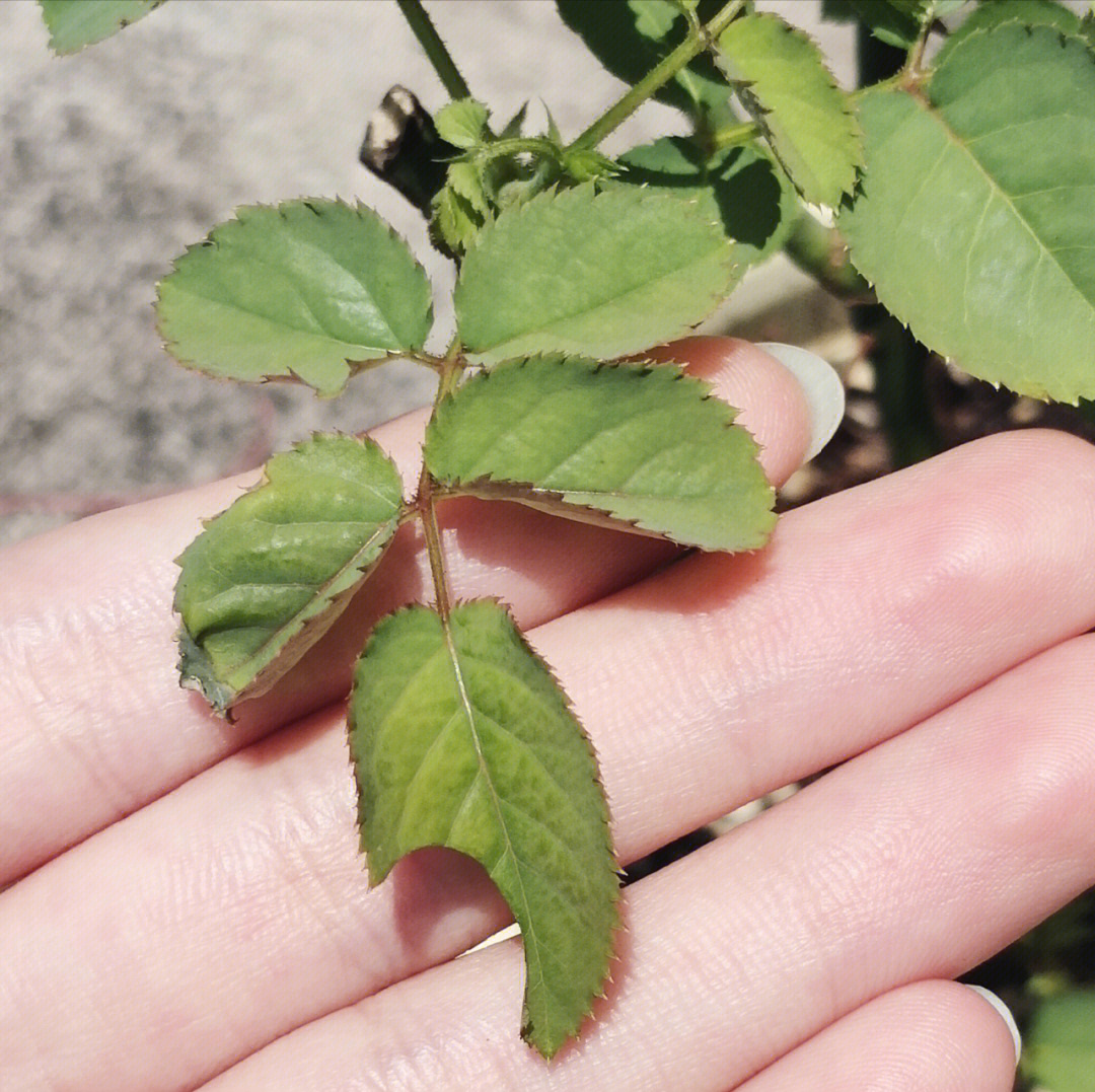 切叶蜂的思维导图图片