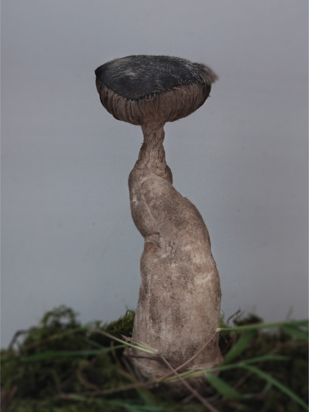 细杆黑头蘑菇图片