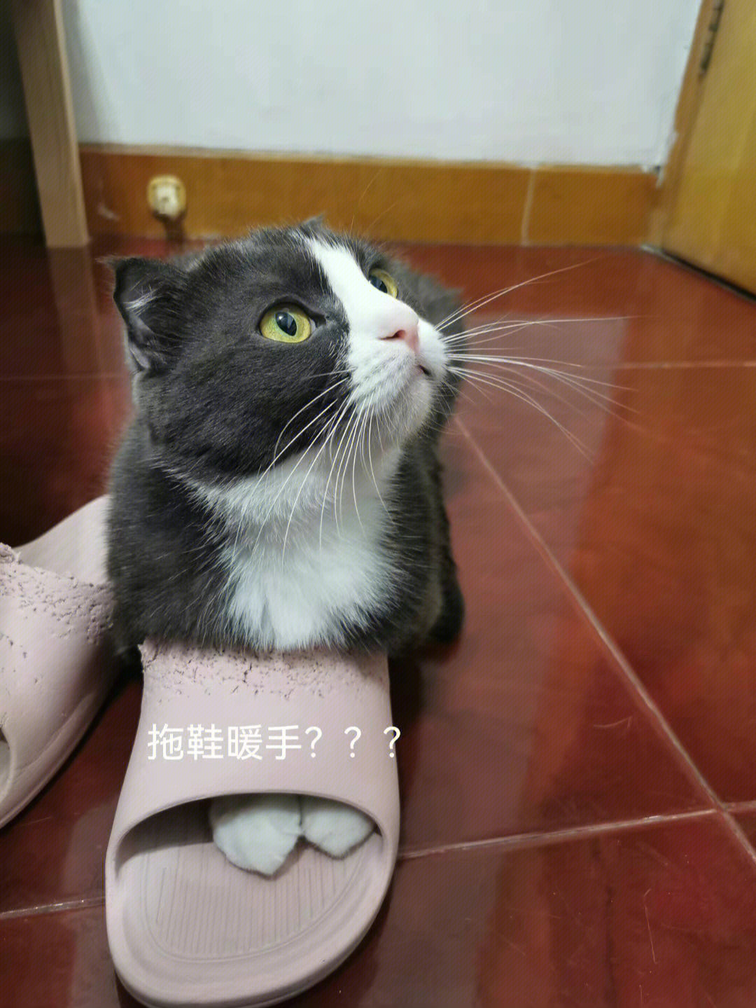 拖鞋打猫表情包图片