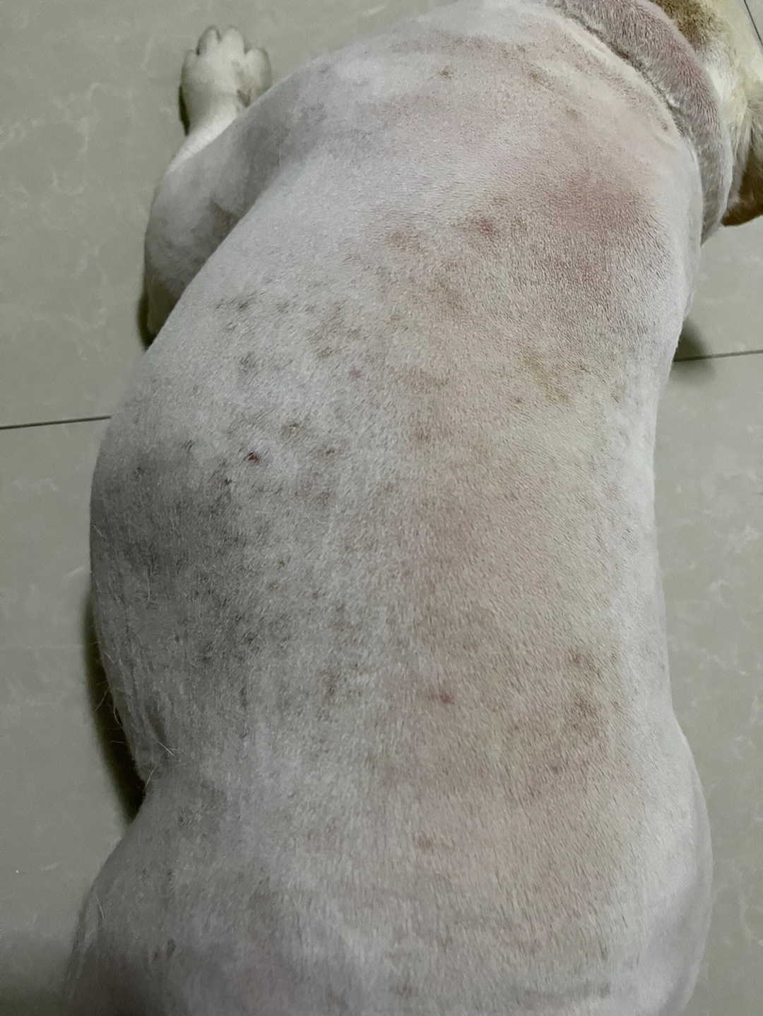 法国斗牛犬皮肤病图片图片