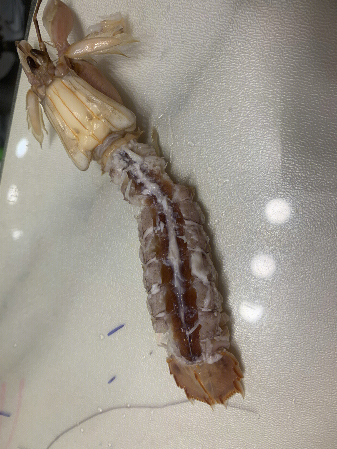 皮皮虾最小的样子图片