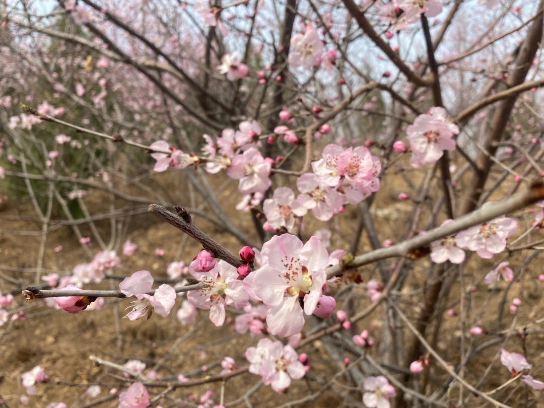 三月桃花开