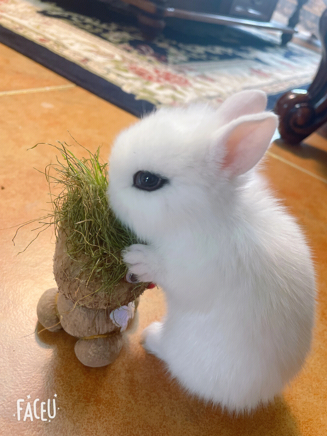 小兔子太可爱了