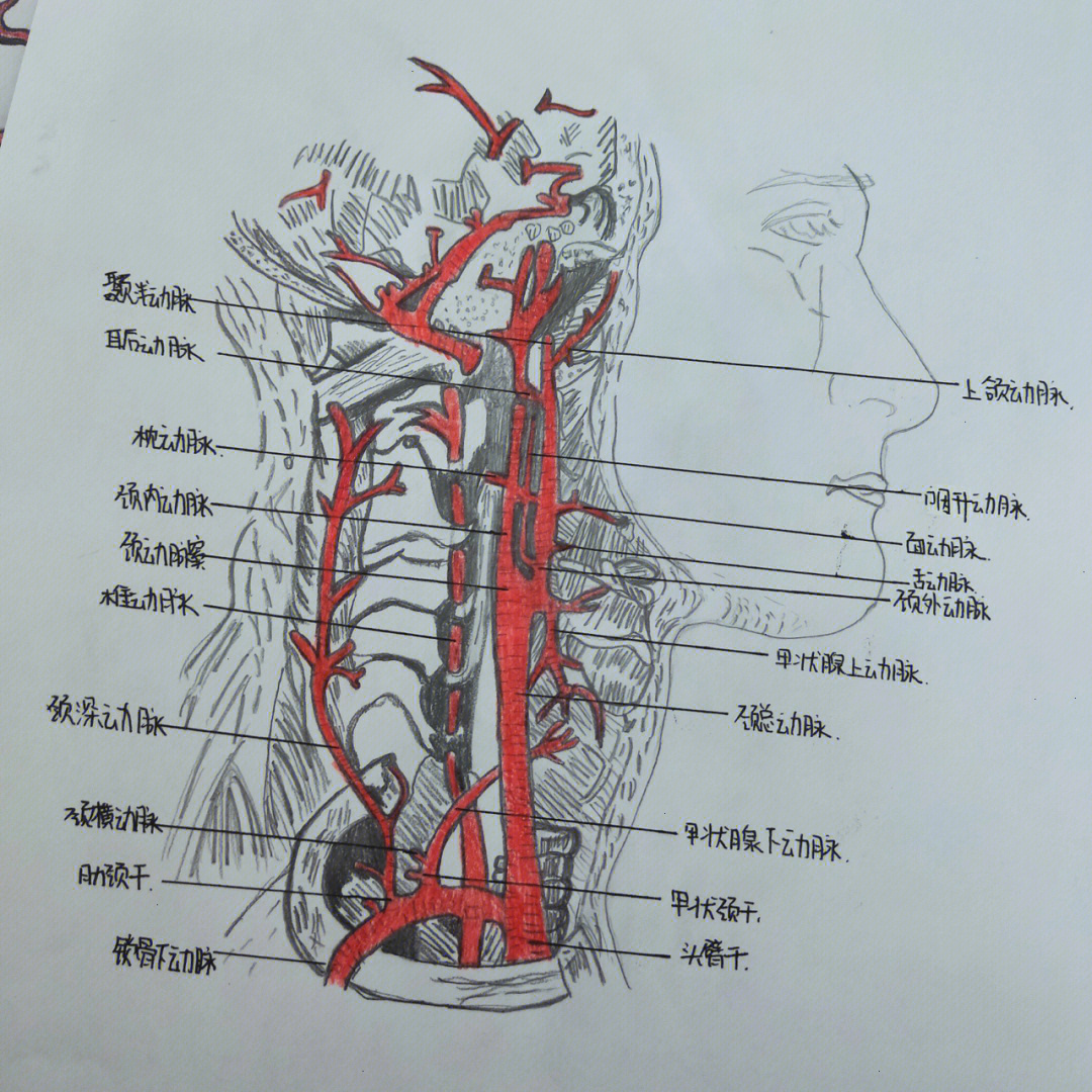 人体动脉分布图手绘图片