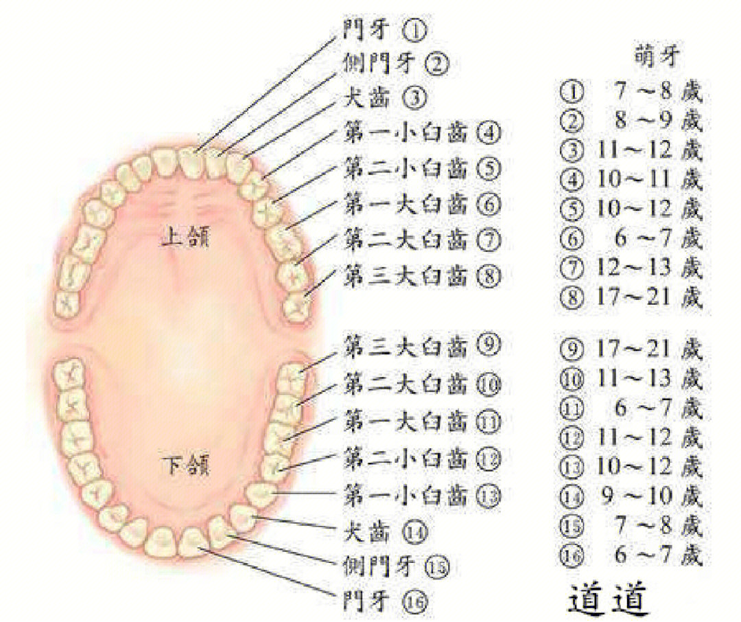 我这样2句话咋样,,"上颚左侧第二小臼齿与第一大臼齿中间,上颚右侧第