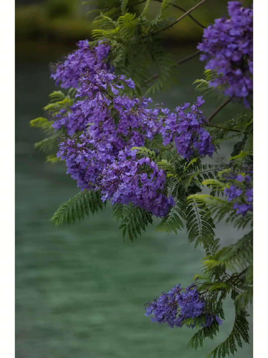 麓湖的蓝花楹开了