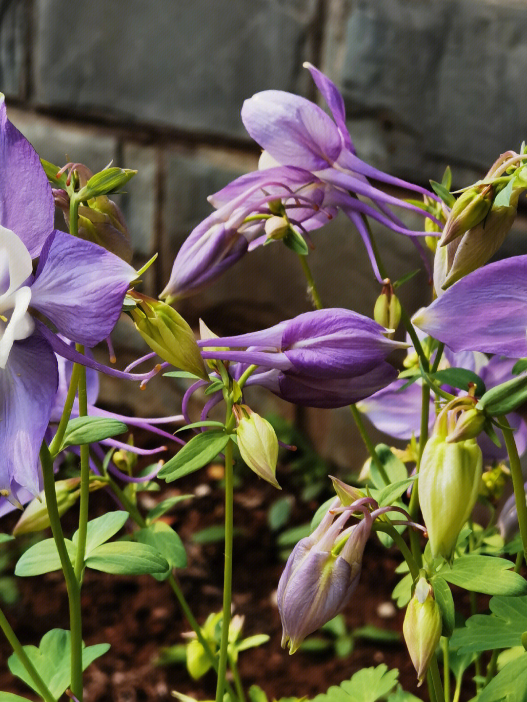 紫花耧斗菜药用价值图片